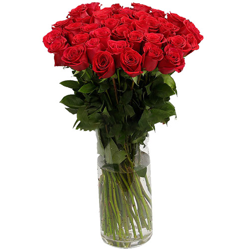 фото товара Троянда імпортна червона (поштучно) | «Ирпень Роза»