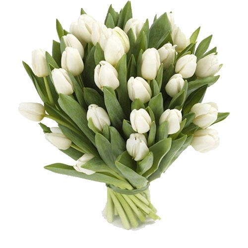 Фото товара 25 белых тюльпанов в Ирпени