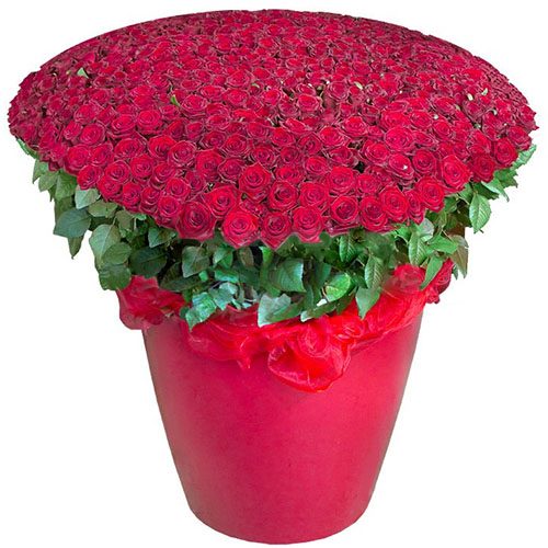 Фото товара 301 красная роза в большом вазоне в Ирпени