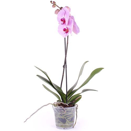 Фото товара Орхидея в Ирпени