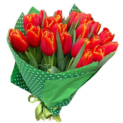 Фото товара 21 тюльпан "Маковый цвет" в Ирпени