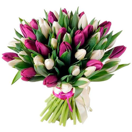 Фото товара 51 бело-пурпурный тюльпан (с лентой) в Ирпени