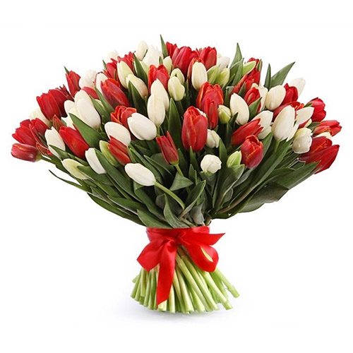 Фото товара 75 красно-белых тюльпанов (с лентой) в Ирпени